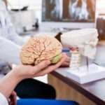 Doctor holding a human brain model for patient consultation – Best Neurology Hospital in Ahmedabad