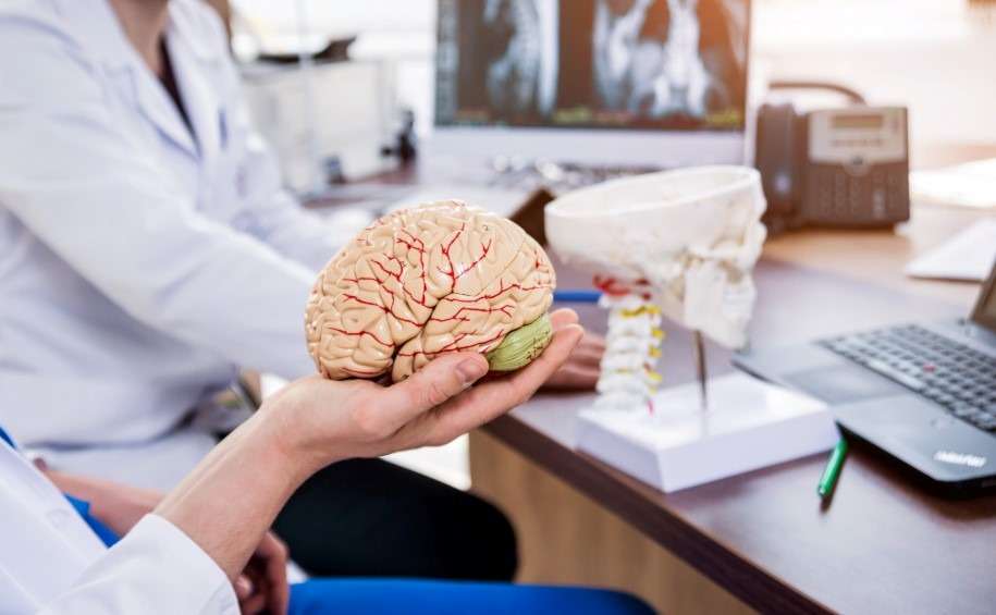 Doctor holding a human brain model for patient consultation – Best Neurology Hospital in Ahmedabad